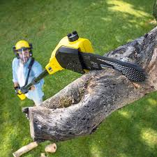 Best Tree Trimming and Pruning  in Pacheco, CA
