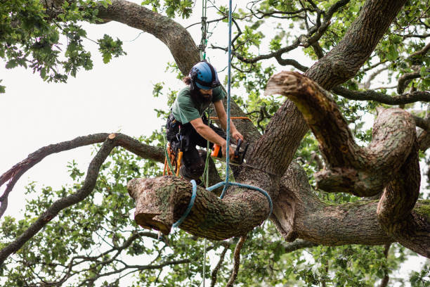 Best Palm Tree Trimming  in Pacheco, CA