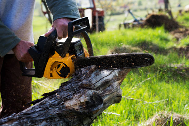 Best Seasonal Cleanup (Spring/Fall)  in Pacheco, CA